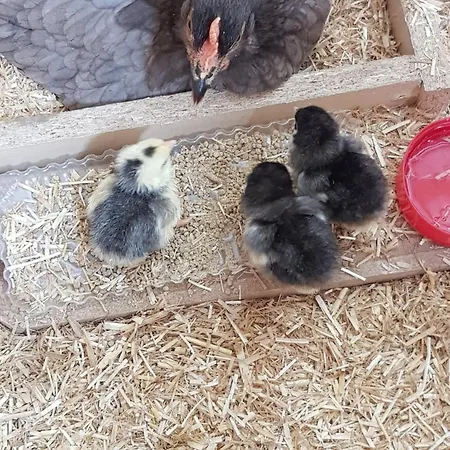 Sunrise View Bed & Breakfast