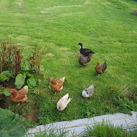 Sunrise View 4* Castlemagee