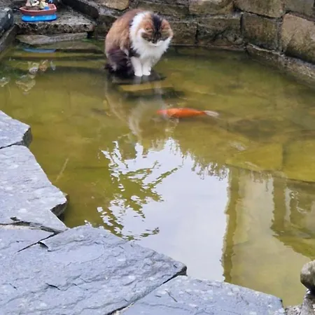 Sunrise View Castlemagee