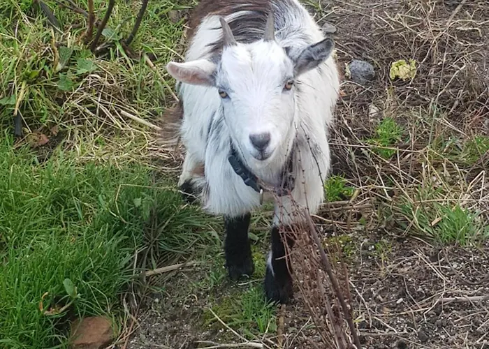 Sunrise View לינה וארוחת בוקר Castlemagee