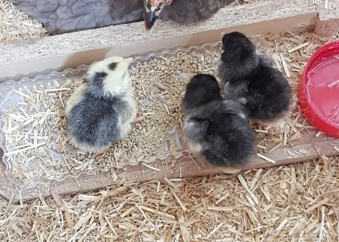 Sunrise View לינה וארוחת בוקר